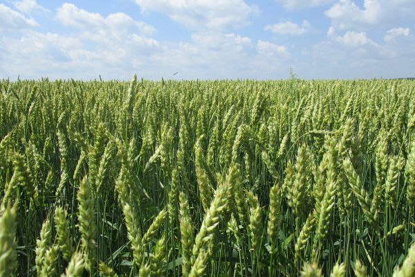 Поле пшеницы в AgroGeneration