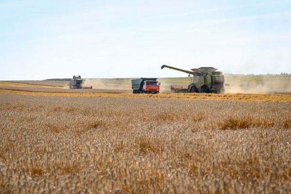 New crop in Ukraine