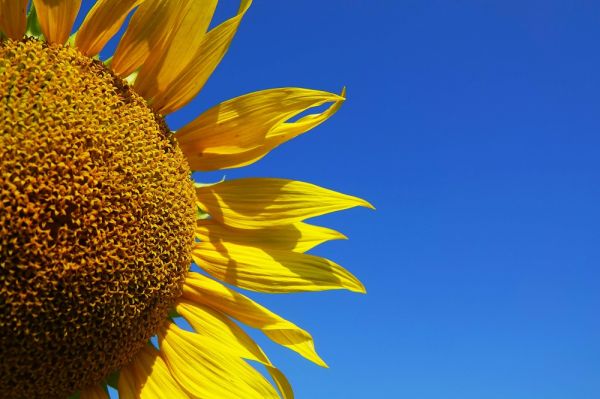 Ukrainian sunflower