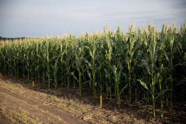 Посевы кукурузы