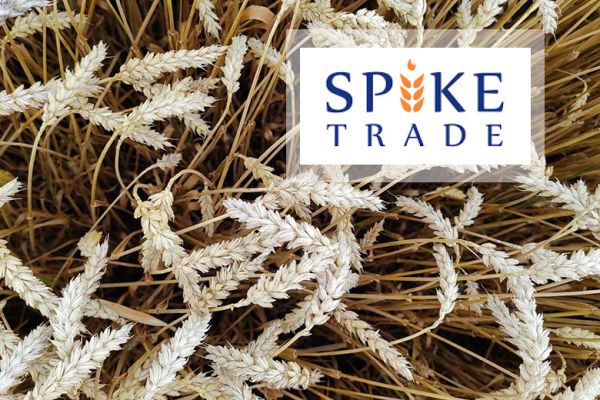 Spike Trade 