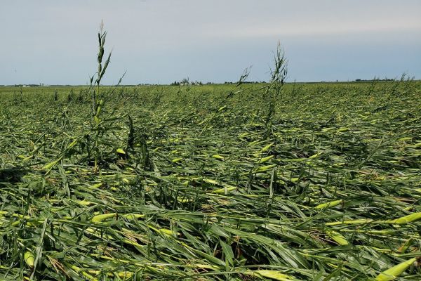 Поврежденные посевы кукурузы в штате Айова, США