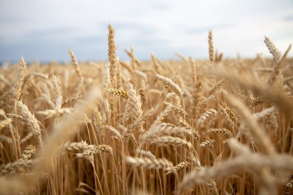 Ukrainian wheat