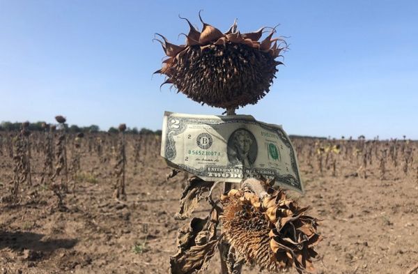 Sunflower field in Ukraine severely damaged by heatwaves