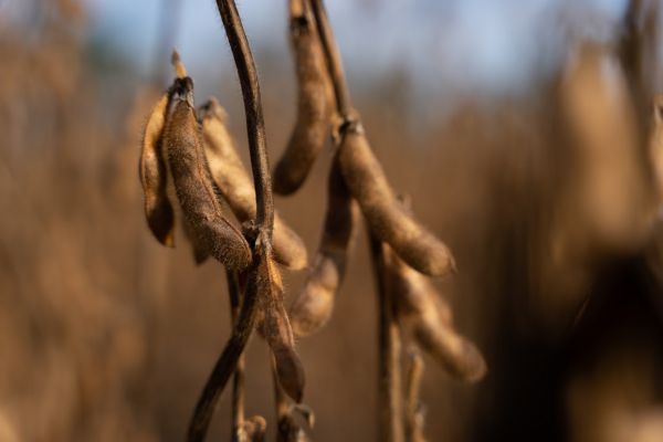 Soybean crops