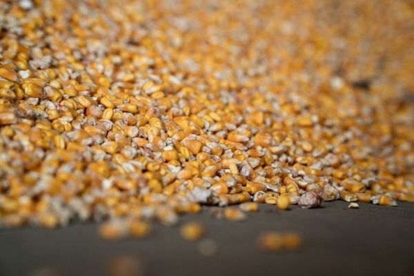 Corn of Ukrainian origin