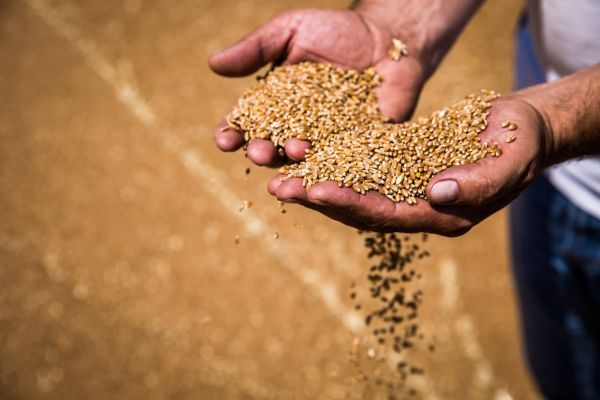 Зерновики объяснили, как отразится на рынке госрегулирование цен на зерно —  Latifundist.com