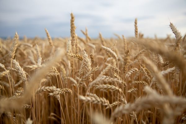 Цены на пшеницу