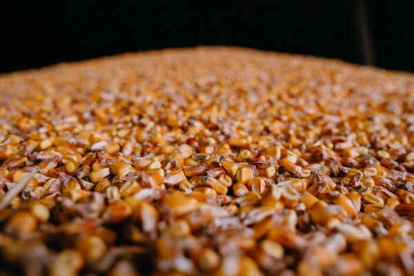 Corn grain at an elevator in Ukraine