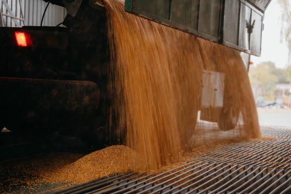 Corn unloading from a truck
