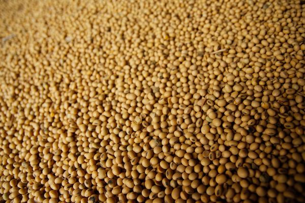 Soybean produced in Ukraine