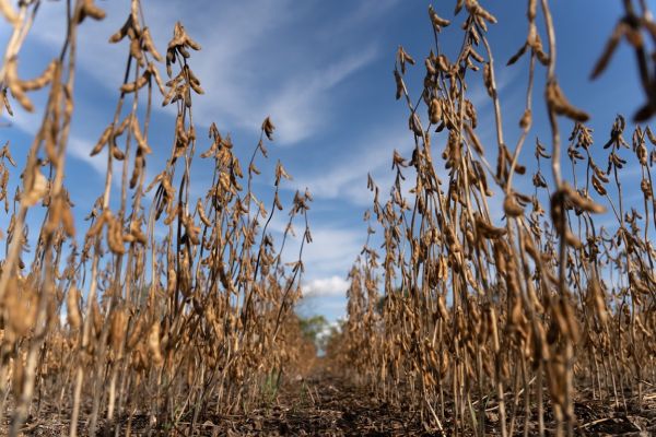 Soybean production in Ukraine