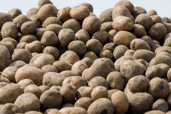 Potato production in Ukraine
