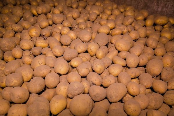 Названы четыре направления, которые важны для развития картофелеводства в Украине