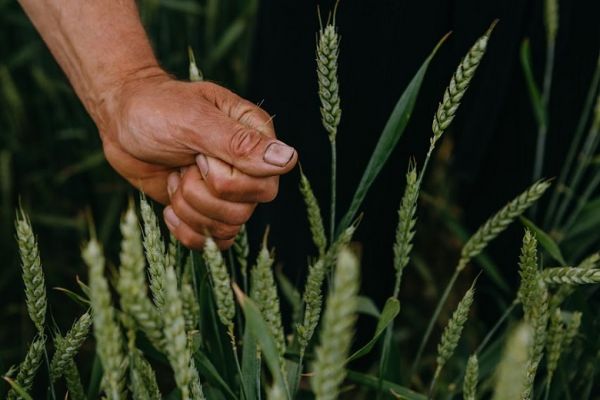 Зерновики поддерживают снижение НДС для операций с зерном