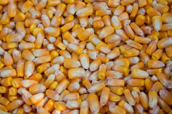 Ukrainian corn seeds