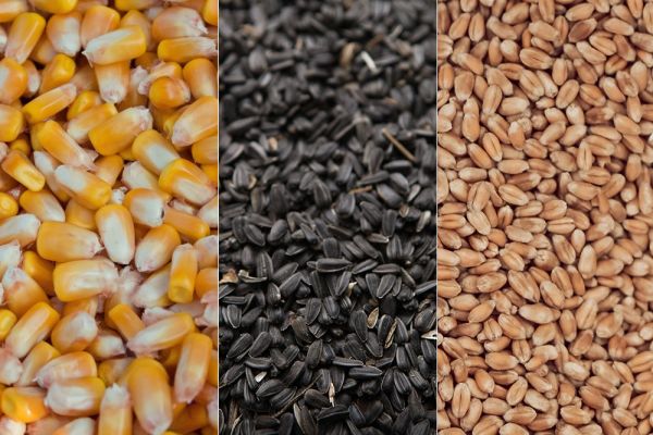 Кукуруза, подсолнечник, пшеница