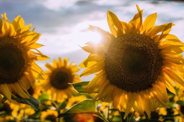 Sunflower production in Ukraine