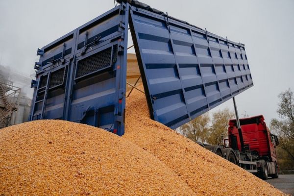 Grain truck unloading corn at an elevator in Ukraine