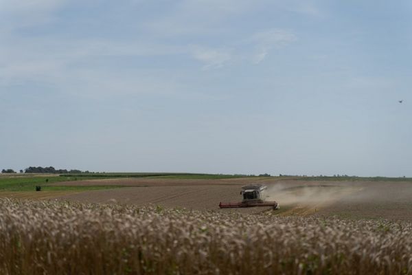 Grain crops production in Ukraine