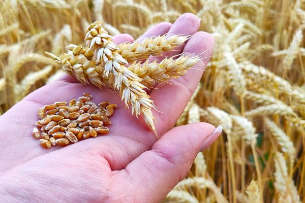 Пшеница, поле пшеницы