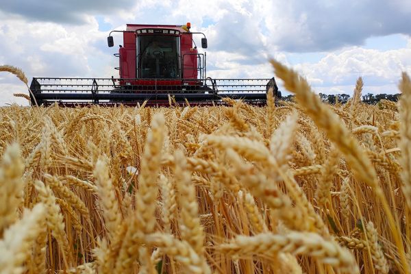 Grains production in Ukraine