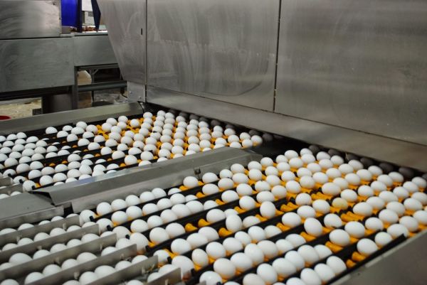 Ovostar Union egg production