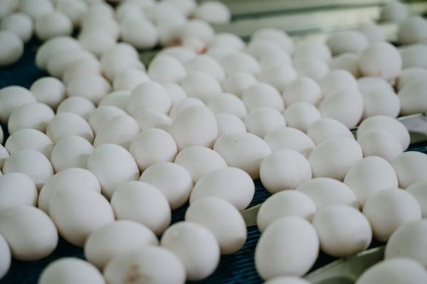 Poultry eggs production in Ukraine