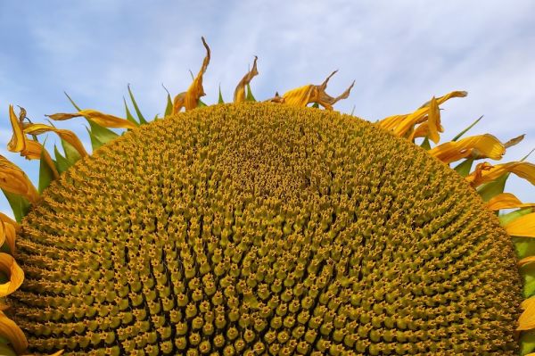 Sunflower plant in a field in Ukraine