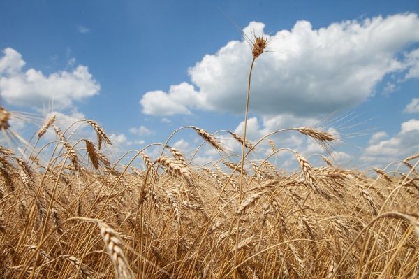 Wheat of Ukrainian origin
