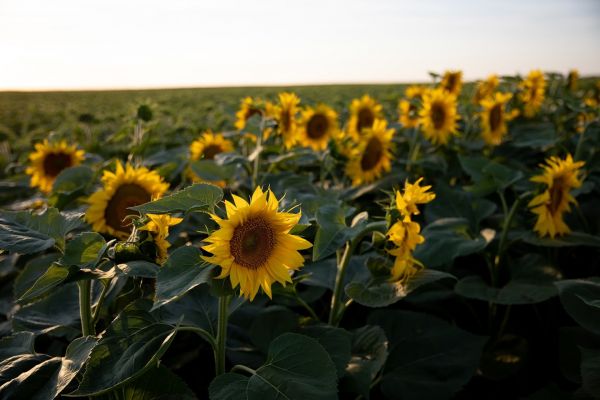 Field of sunflower in Ukraine