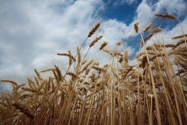 Field of wheat in Ukraine