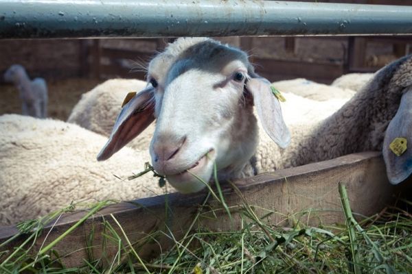 Sheep farm in Ukraine