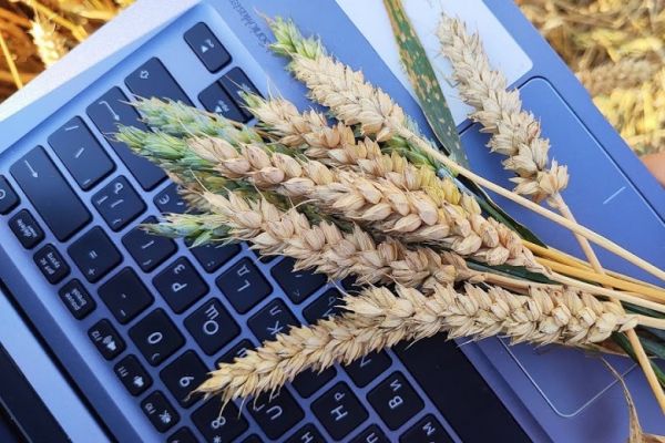 Поле Украины, ноутбук, пшеница