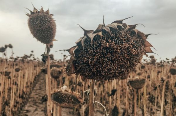 Field of sunflower in Ukraine