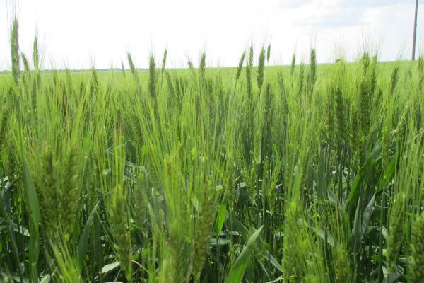 Wheat field of AgroGeneration in Ukraine