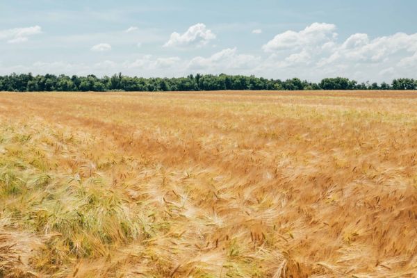 Field of barley in Ukraine