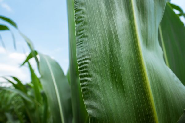 посевы кукурузы