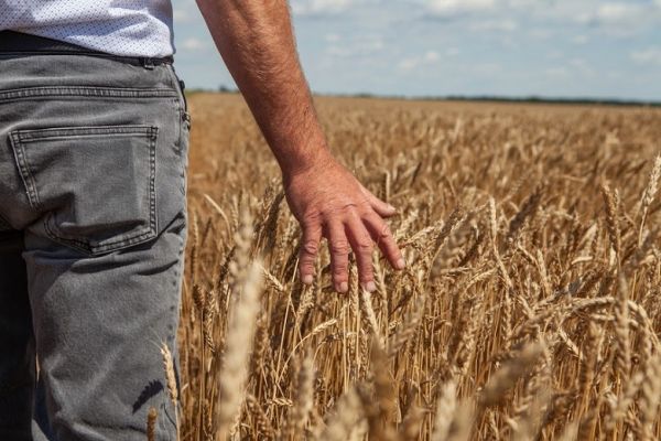 Поле Украины, пшеница