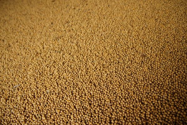 Soybean produced in Ukraine