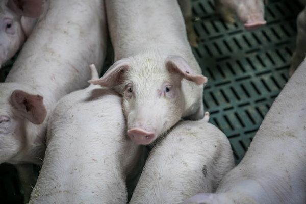 Pig farming in Ukraine