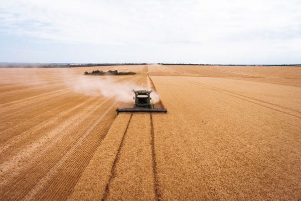 Fendt IDEAL combine harvester cuts wheat in a field in Ukraine
