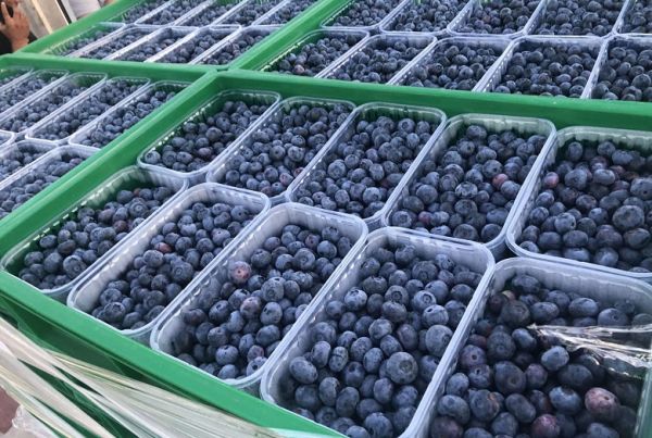 Органическая голубика компании BigBlue Organic Blueberry Farm 