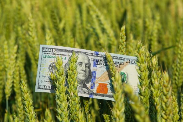 A USD 100 bill in a wheat field in Ukraine