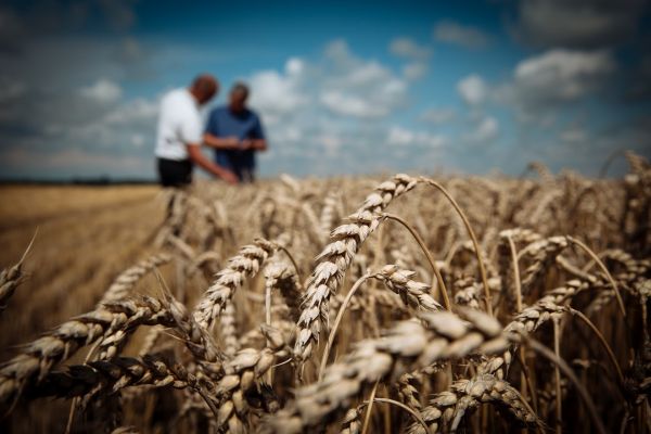 посевы пшеницы