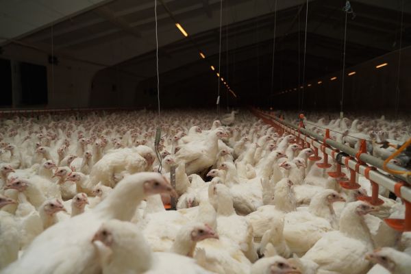 Poultry farming in Ukraine