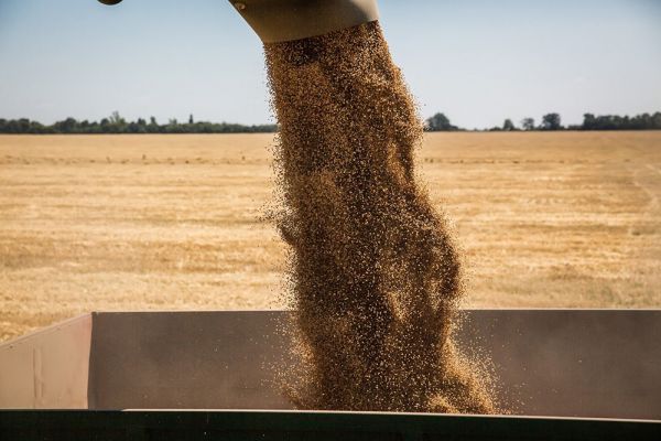 Wheat harvesting in Ukraine