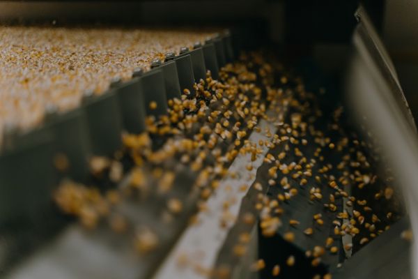 Corn produced in Ukraine