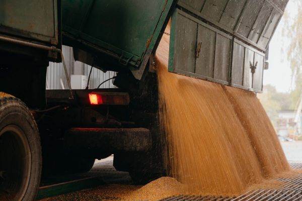 Corn unloading from a truck at an elevator in Ukraine