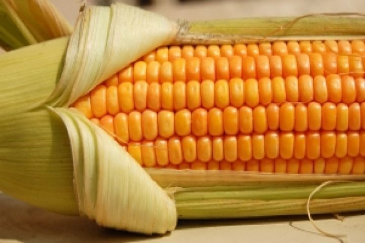 Цены на украинскую кукурузу снижаются